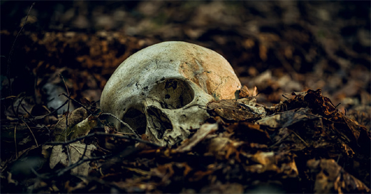 Skull